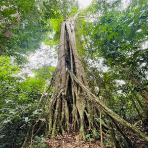 Banteay Srei-Khun Ream